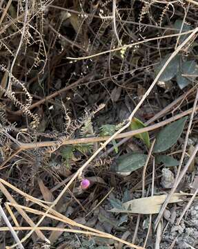 Image of Callicarpa nudiflora Hook. & Arn.