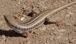 Image of Western three-striped skink