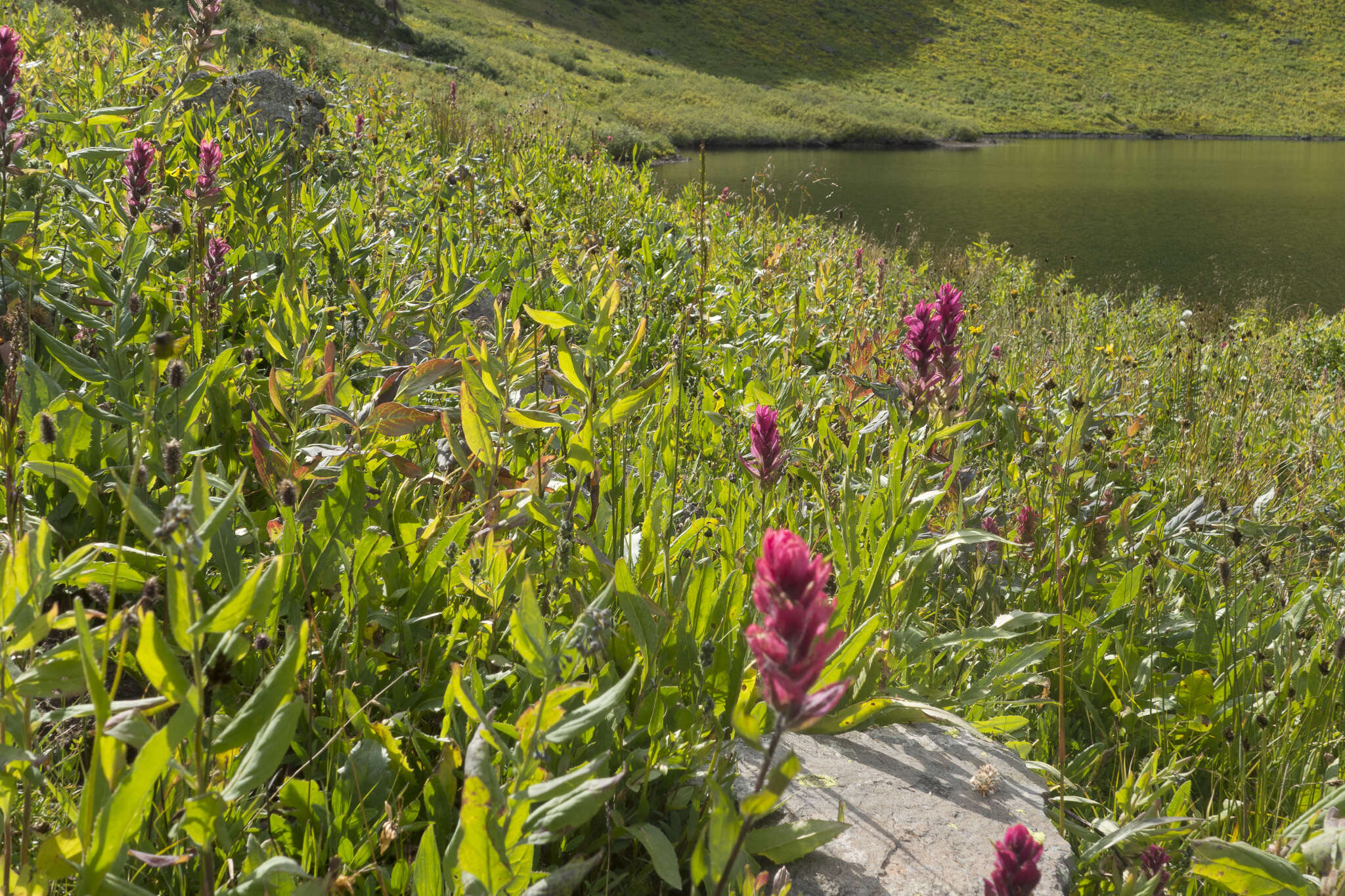 Image of Castilleja rhexifolia Rydb.