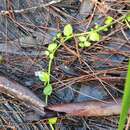 Image of Lobelia membranacea R. Br.