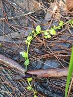 Image of Lobelia membranacea R. Br.