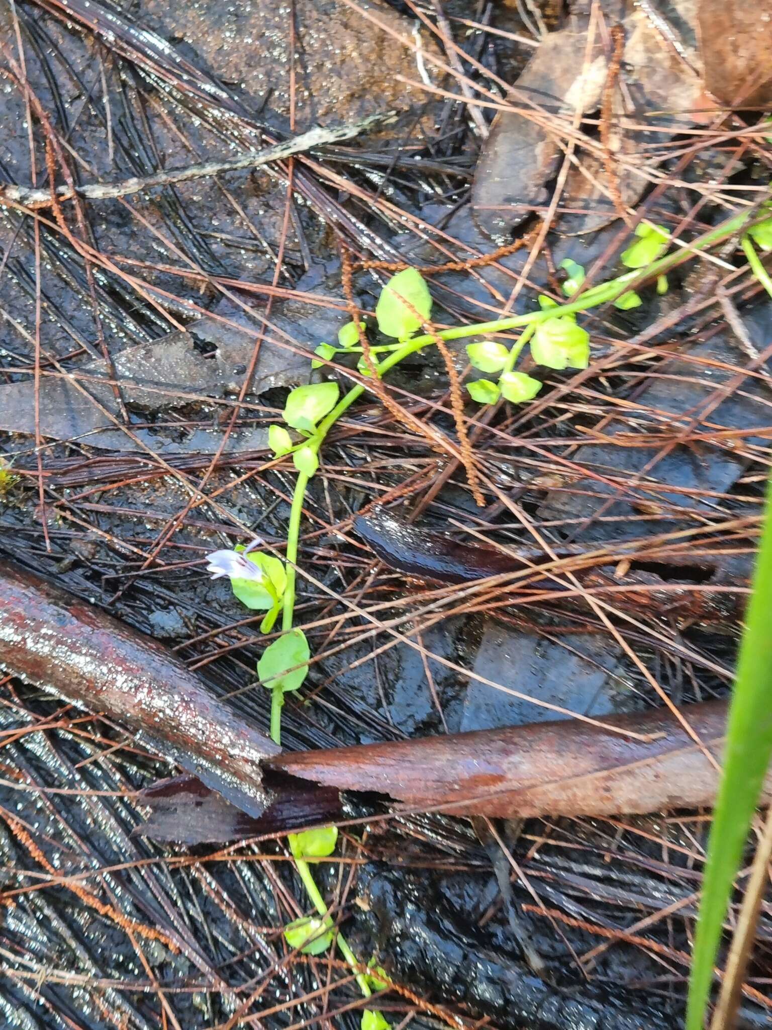 Image of Lobelia membranacea R. Br.