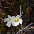 Image de Ourisia vulcanica L. B. Moore