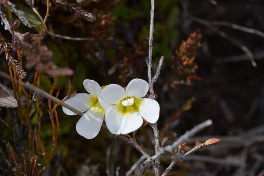 Image de Ourisia vulcanica L. B. Moore