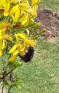 Image of Bombus funebris Smith 1854