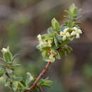 Image of Pimelea spinescens subsp. spinescens