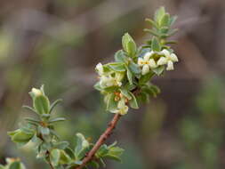 Image of Pimelea spinescens subsp. spinescens