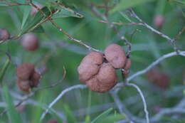 Image of Acacia spirorbis Labill.