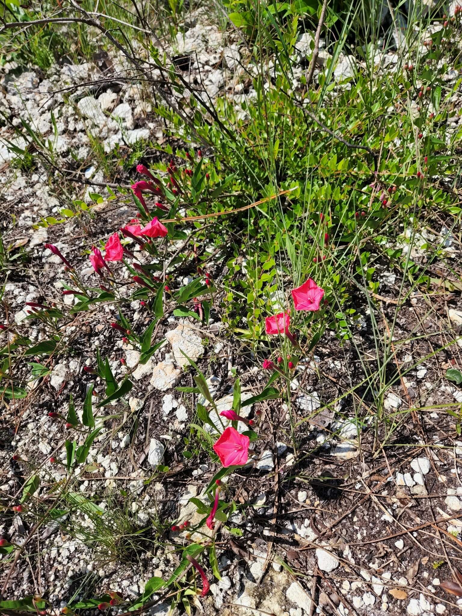 Слика од Ipomoea microdactyla Griseb.