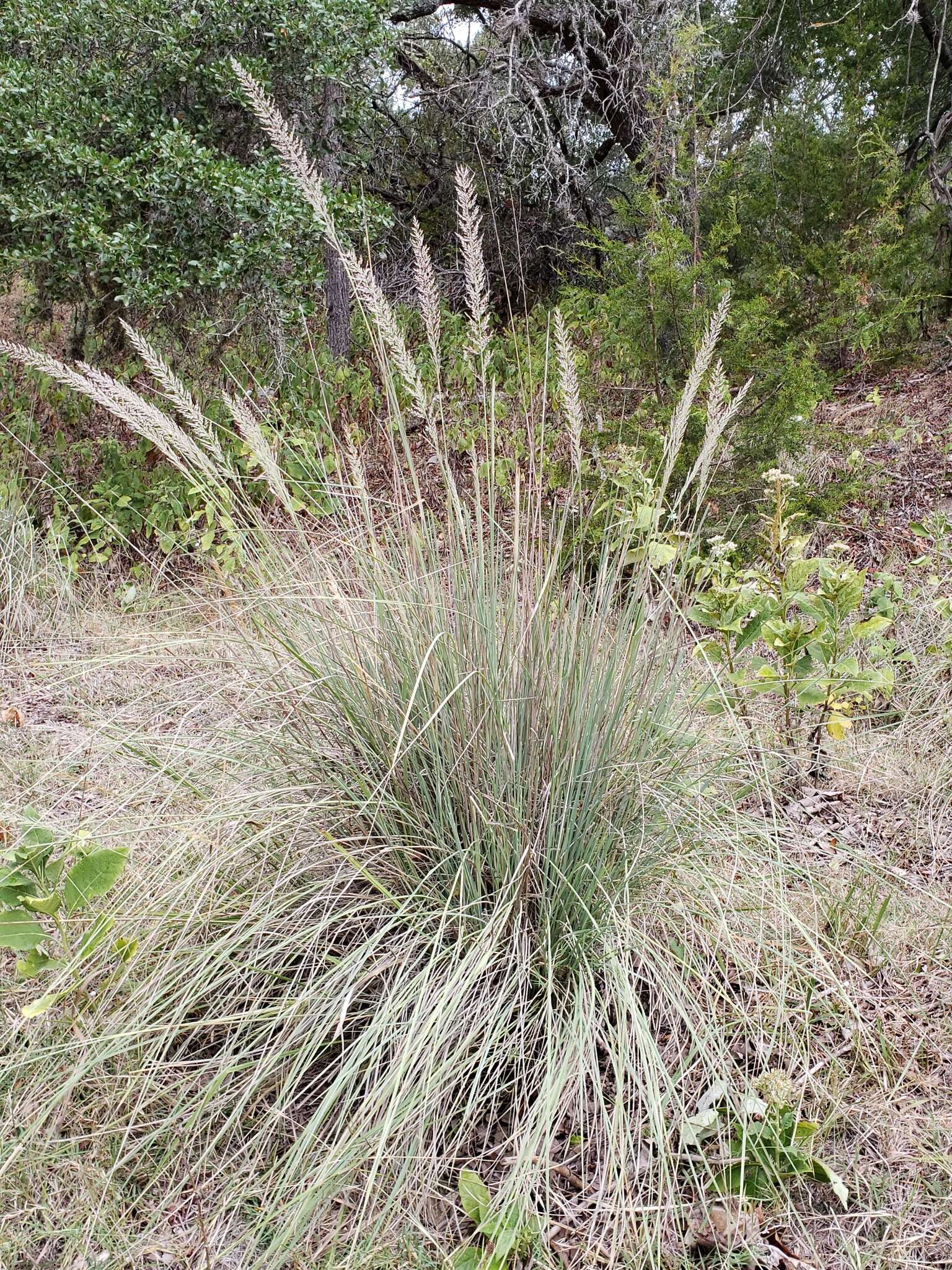 Imagem de Muhlenbergia lindheimeri Hitchc.