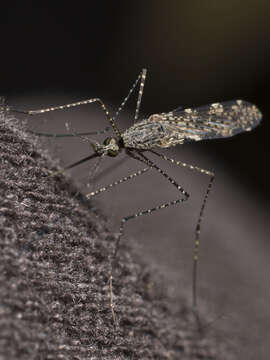 Image de Anopheles annulipes Walker 1856