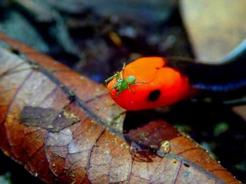 Image of Blue Coral Snake