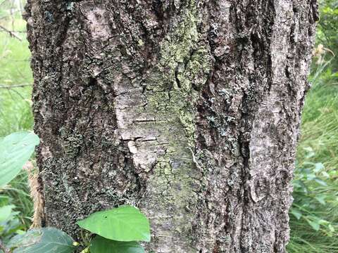 Image of Ropalospora viridis (Tønsberg) Tønsberg