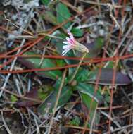 Chaptalia tomentosa Vent.的圖片