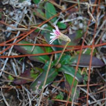 Chaptalia tomentosa Vent.的圖片