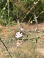 صورة Stephanomeria virgata subsp. virgata