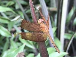 Image of Black Stream Glider