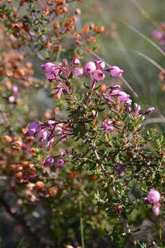 Image of Rough Heath