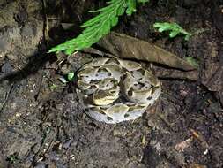 Plancia ëd Bothrops asper (Garman 1883)