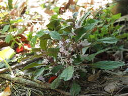 Ajuga yesoensis var. tsukubana Nakai的圖片