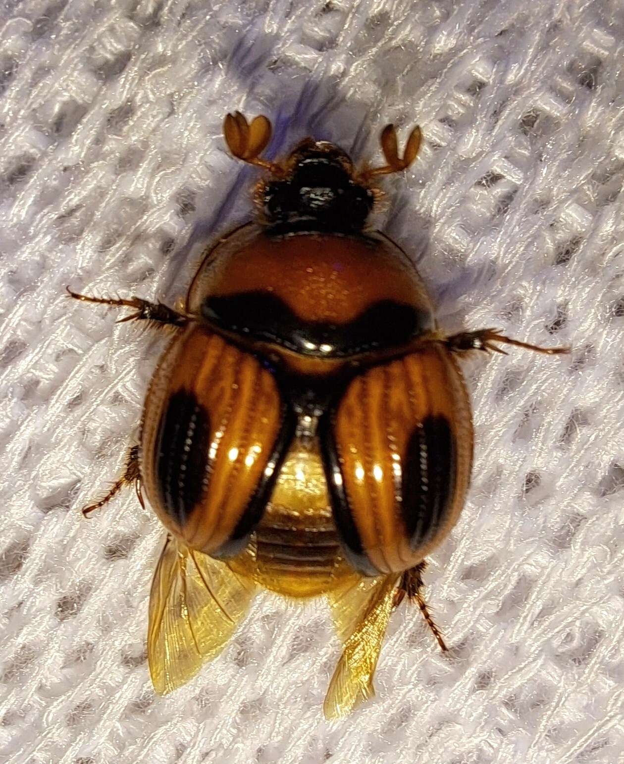 Image of Bolbocerosoma confusum Brown 1928