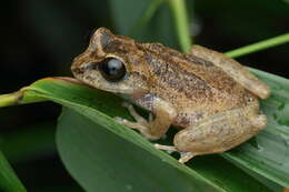 Image of Sushil's Bushfrog