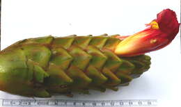 Image of Costus longibracteolatus Maas