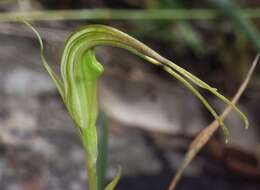 Image of Summer greenhood