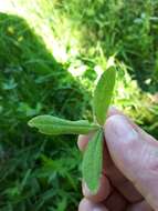 Imagem de Peronospora trifoliorum