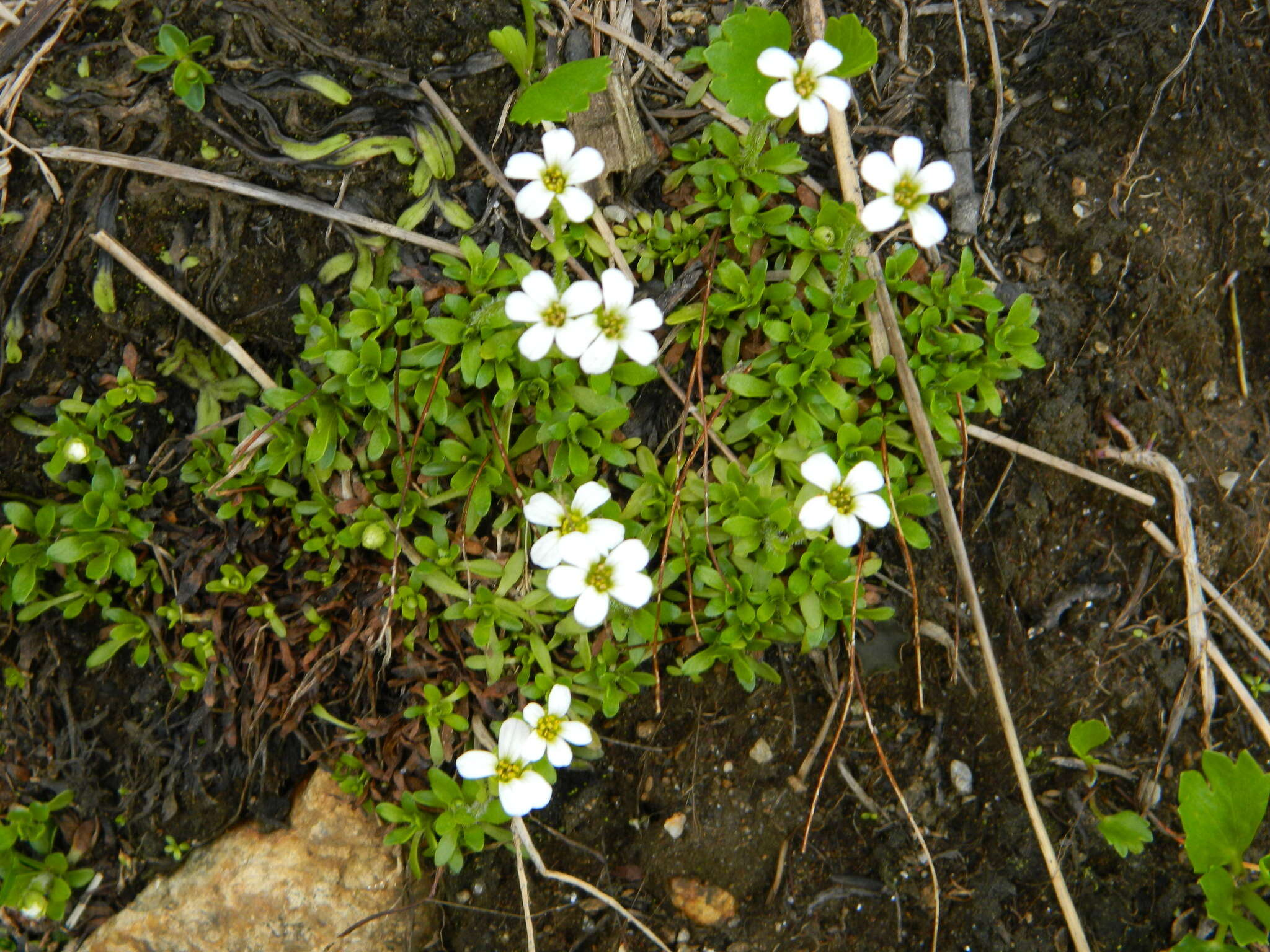 Plancia ëd Saxifraga androsacea L.