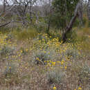 Image of Conostylis candicans Endl.