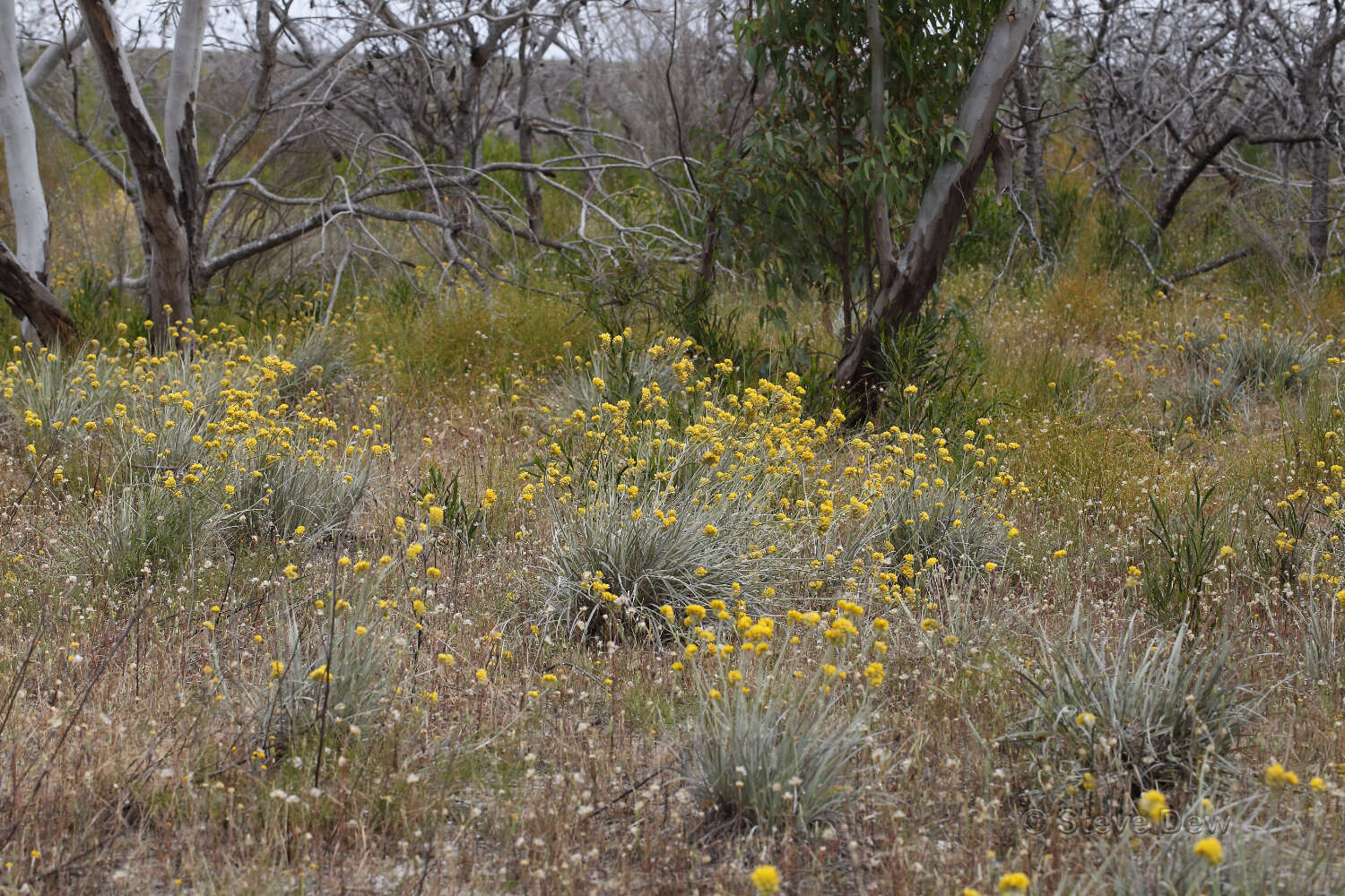 Image of Conostylis candicans Endl.