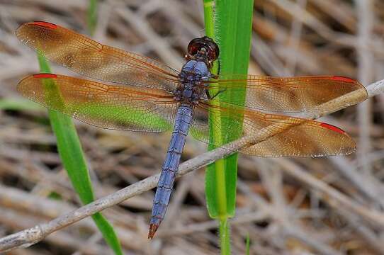 Image de Libellula jesseana Williamson 1922