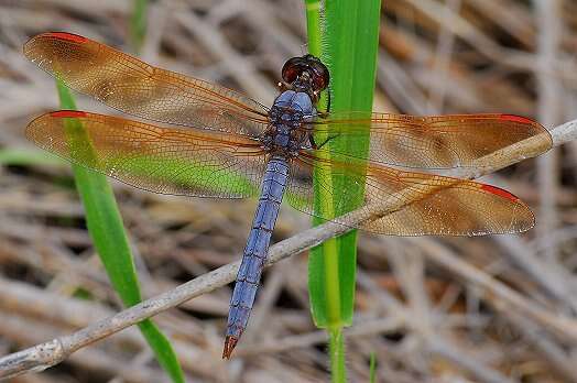 Libellula jesseana Williamson 1922 resmi