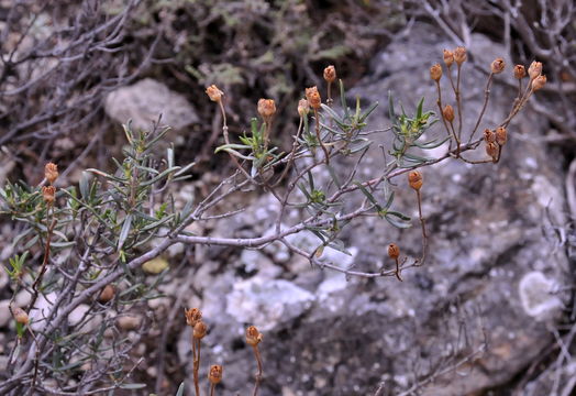 Image of <i>Cistus <i>clusii</i></i> Dunal clusii