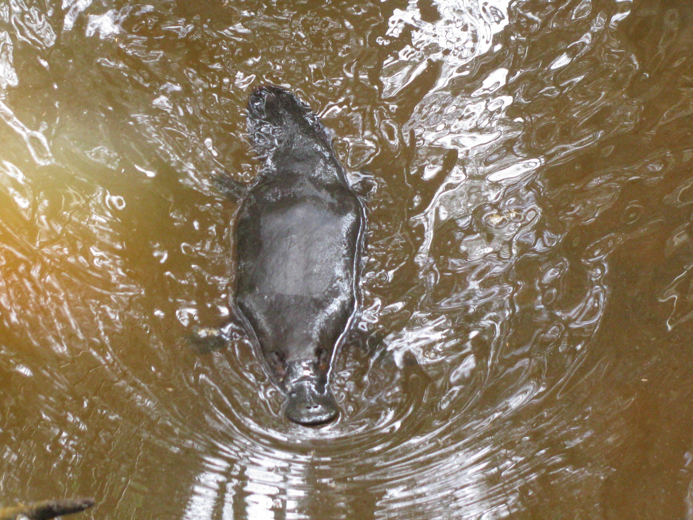 Image of Platypus