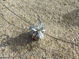 Image of Jersey cudweed