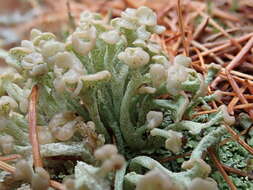 Image of cup lichen