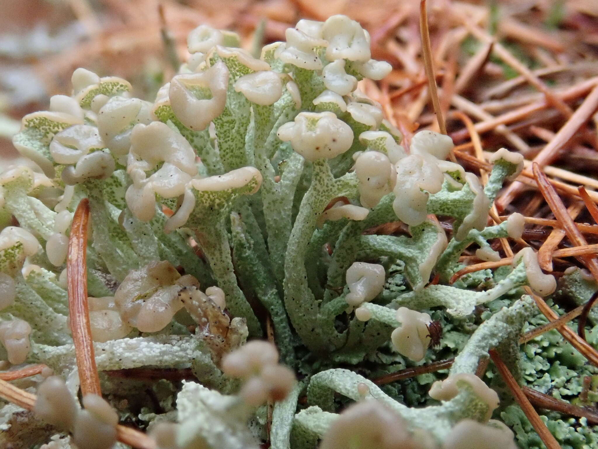 Image of cup lichen