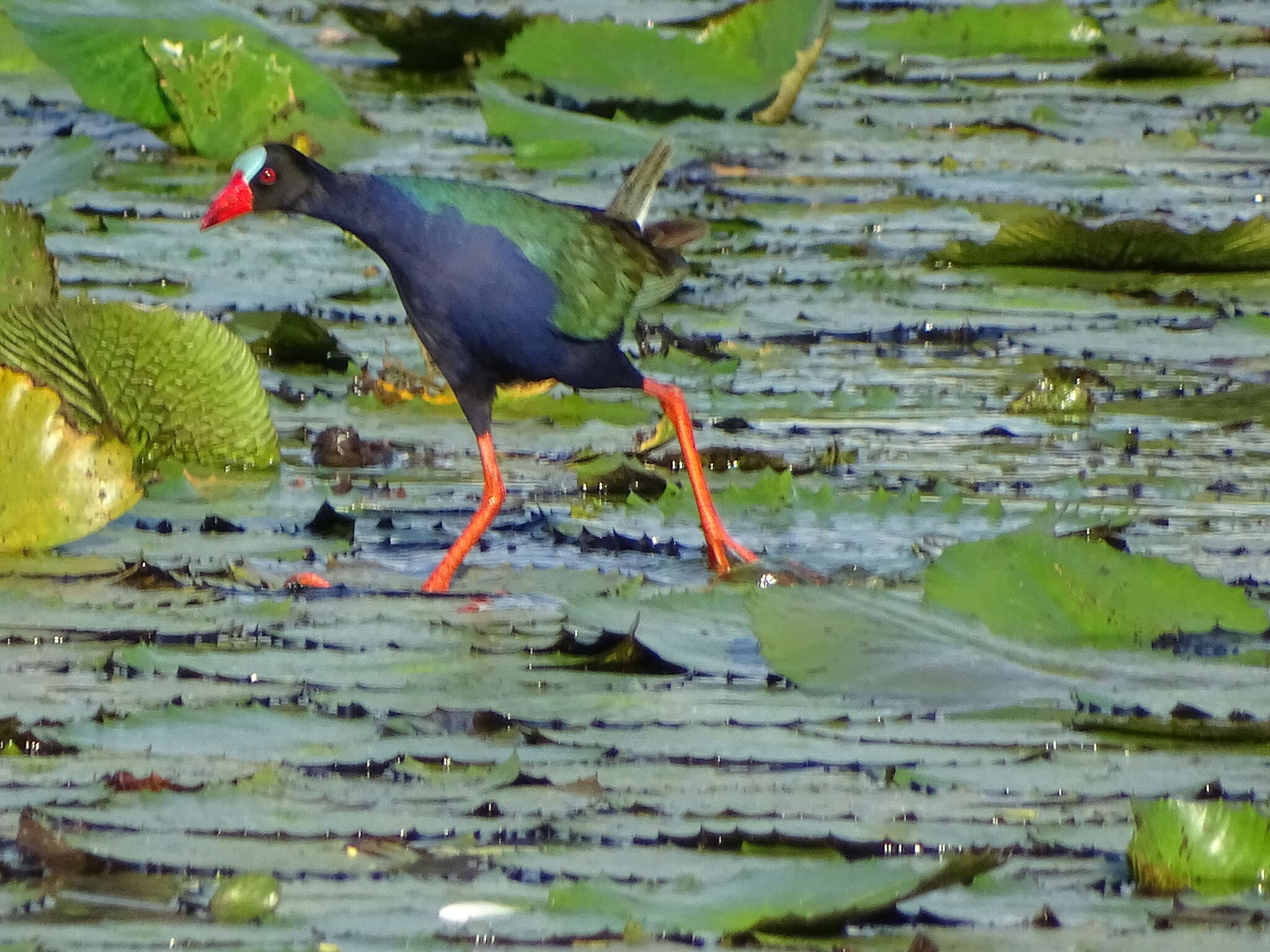 Image of Allen's Gallinule