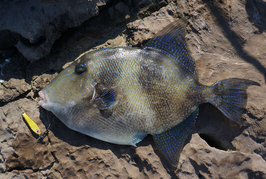 Image of Triggerfish