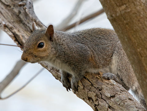 Image of eastern gray squirrel