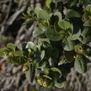 Image of Myrceugenia correifolia (Hooker & Arn.) Berg