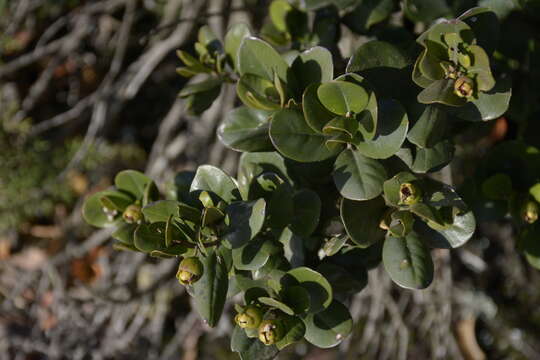 Sivun Myrceugenia correifolia (Hooker & Arn.) Berg kuva