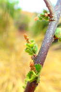 Image of Acalypha boinensis Leandri