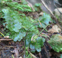 Image of Treubia lacunosa (Colenso) Prosk.