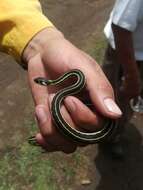 Thamnophis pulchrilatus (Cope 1885)的圖片