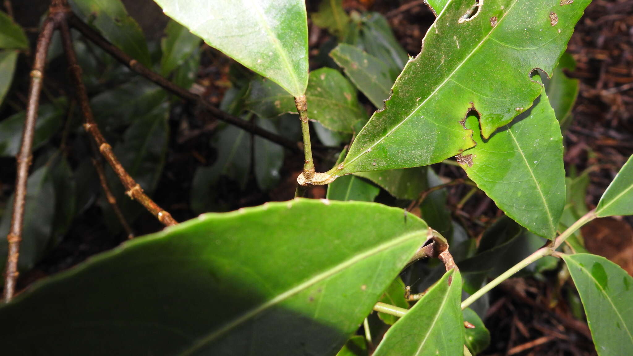 Imagem de Staphylea ternata (Nakai) Byng & Christenh.