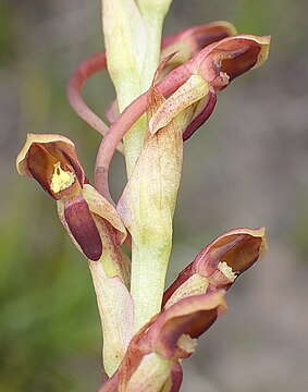 Imagem de Disa reticulata Bolus