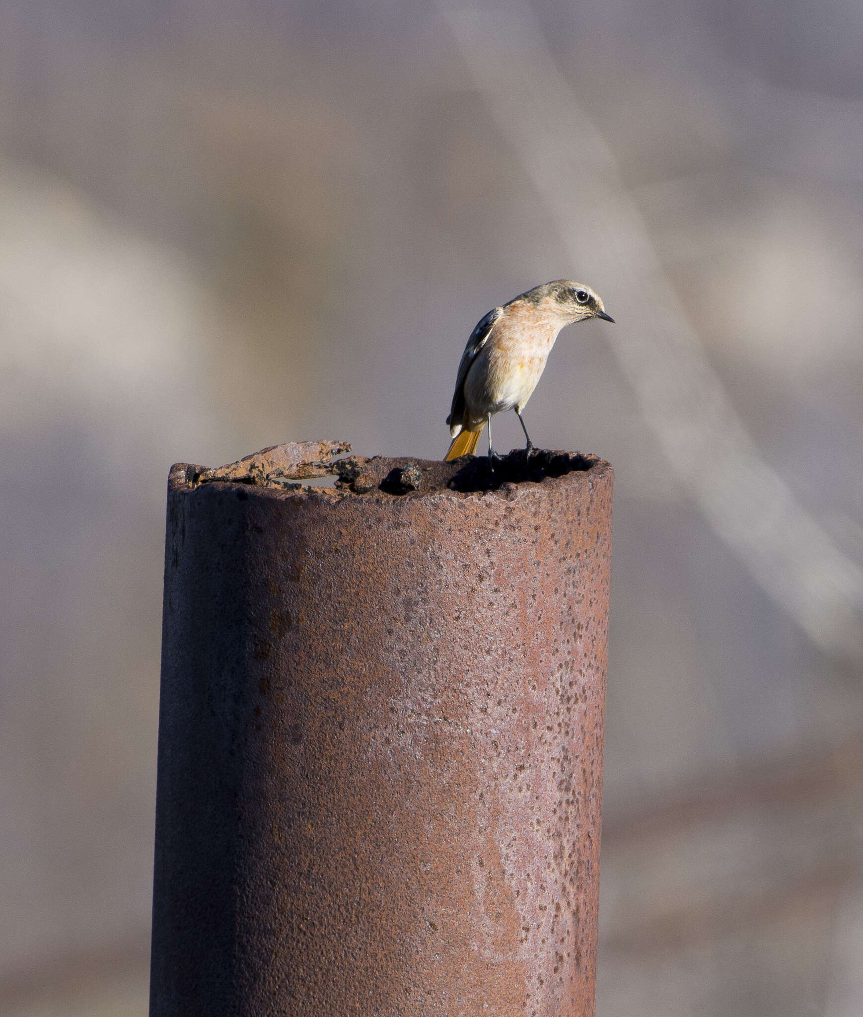 Image of Eversmann's Redstart